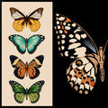 Cotton - Midnight Butterfly - 65 X 65CM